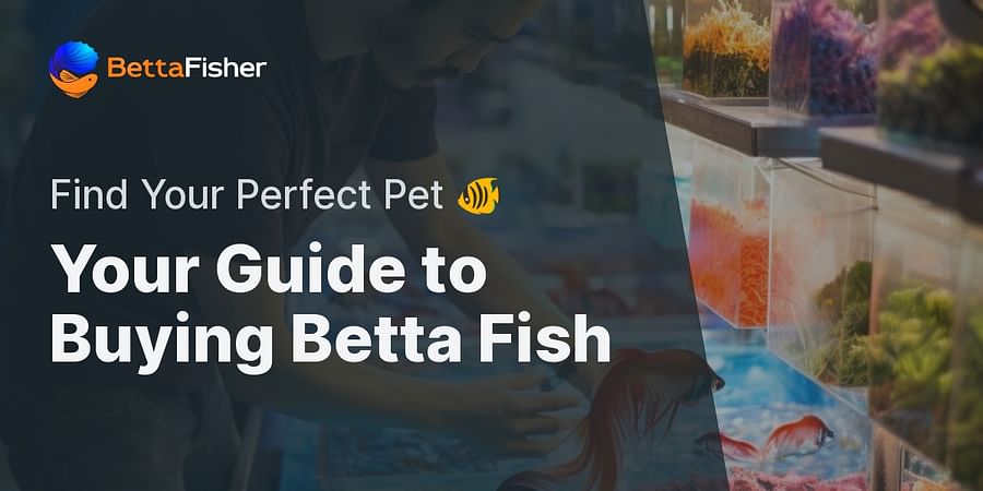 Your Guide to Buying Betta Fish - Find Your Perfect Pet 🐠