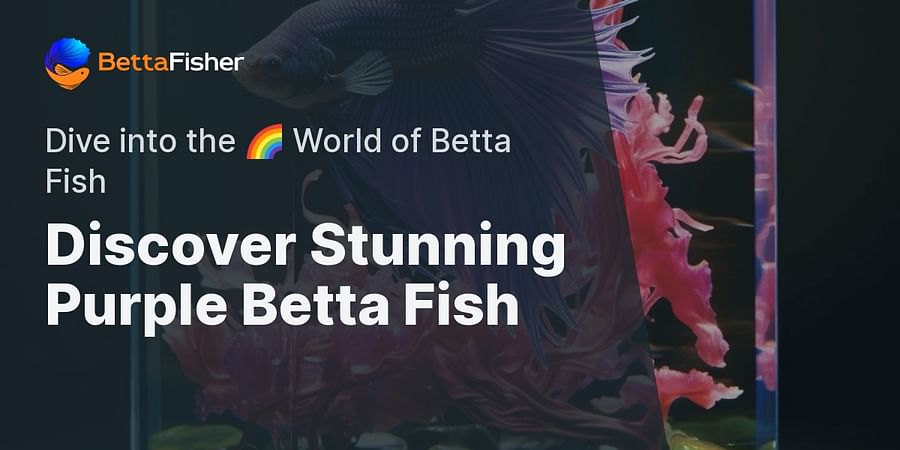 Discover Stunning Purple Betta Fish - Dive into the π World of Betta Fish