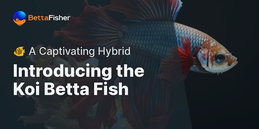 Introducing the Koi Betta Fish - 🐠 A Captivating Hybrid